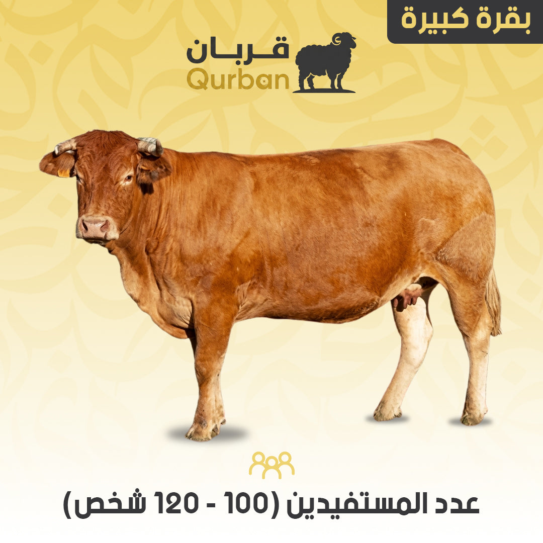 بقرة كبيرة